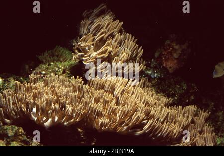 Schwenkende Handkoralle, Anthelia sp. Stockfoto