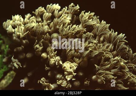 Schwenkende Handkoralle, Anthelia sp. Stockfoto