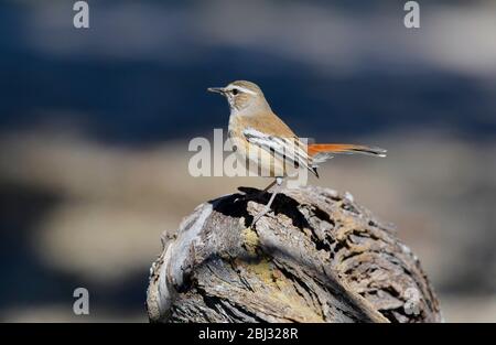 Nationalpark Hwange, Simbabwe Kalahari Stockfoto