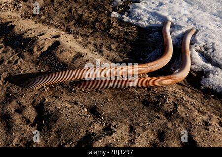 Zwei orangefarbene Bauschläuche liegen auf dem Sand und führen hinunter in den See Stockfoto