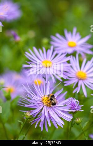 Weißschwanzhummel, Bombus lucorum' Fütterung von Flieder und gelber Aster Blume. Birmingham, England, Großbritannien Stockfoto