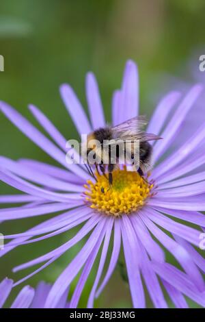 Weißschwanzhummel, Bombus lucorum' Fütterung von Flieder und gelber Aster Blume. Birmingham, England, Großbritannien Stockfoto