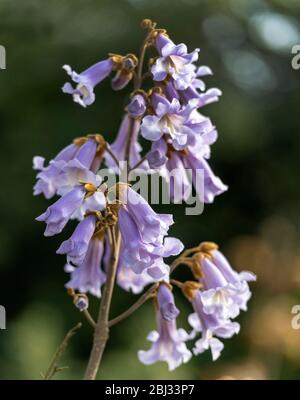 Blüte der Kaiserin Baum - Paulownia tomentosa - eine Art von Foxhandschuh Baum. Stockfoto
