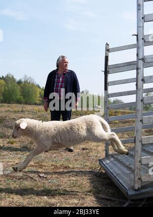 28. April 2020, Brandenburg, Dallgow-Döberitz: Hirte Johann Nesges aus Liedekahle (Teltow-Fläming) bringt eine Herde Schafe und Lämmer auf eine Wiese in Sielmanns Naturlandschaft in der Döberitzer Heide. Der Bauer brachte etwa 900 Schafe in das Gebiet zum Landschaftsschutz. Ab Mitte Mai werden dann zwei große Herden mit insgesamt rund 4000 Schafen und Ziegen das Gebiet am Westrand Berlins für den Naturschutz und die Artenvielfalt ernähren. Je nach Futtersituation werden die Tiere wahrscheinlich bis zum Spätherbst bleiben. Foto: Soeren stache/dpa-Zentralbild/dpa Stockfoto