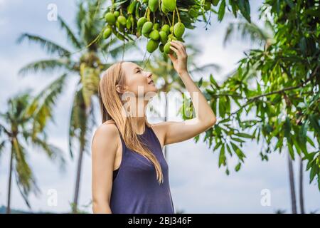 Junge Frau schnüffelt Mangobst an einem Baum im Garten. Ernte. Nah an der Natur Stockfoto