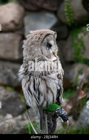 Große graue Eule im Gefangenschaftspark Stockfoto