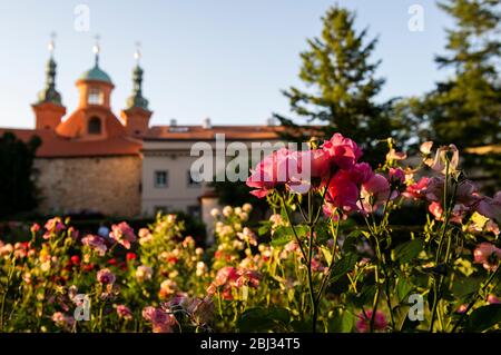 Rosenblüten im Park, auf dem Hügel Petřín Stockfoto