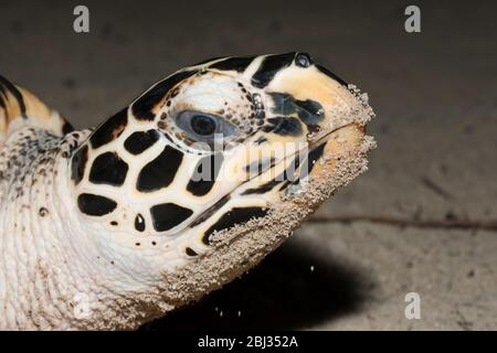 Hawksbill Meeresschildkröte, Eretmochelys imbricata, New Ireland, Papua-Neuguinea Stockfoto