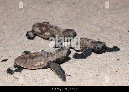 Habichtsbill-Seeschildkröten-Jungtiere, Eretmochelys imbricata, New Ireland, Papua-Neuguinea Stockfoto