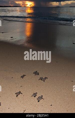 Habichtsbill-Seeschildkröten schlüpfen auf dem Weg ins Meer, Eretmochelys imbricata, Neuirland, Papua-Neuguinea Stockfoto