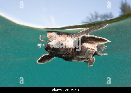 Hawksbill Schildkröte Schlüpfling paddelt weg von der Küste, Eretmochelys imbricata, New Ireland, Papua-Neuguinea Stockfoto
