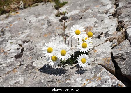 Daisys wächst auf Felsen Stockfoto