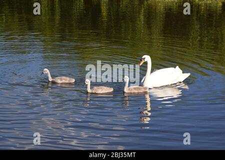 Stummer Schwan mit Cygnets auf Fluss Stockfoto