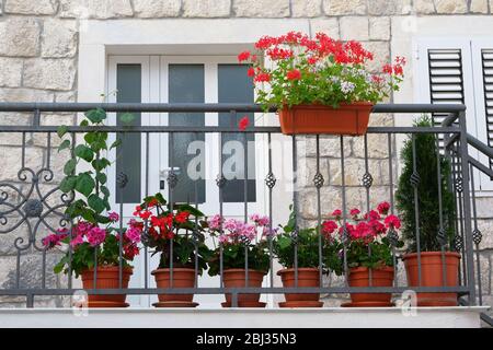 Töpfe mit Büschen blühender Pflanzen auf dem Balkon. Querformat. Geranie und andere dekorative Blumen. Büsche mit roten und lila Blüten in Töpfen. Stockfoto