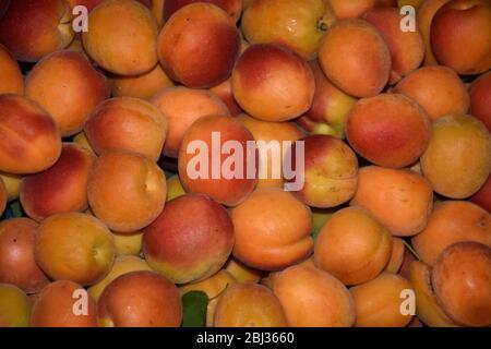 Frische Aprikosen auf einem Marktstand in der Türkei. Stockfoto