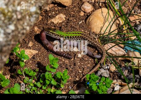 Eidechse bei Prenzo Stunde in der Sonne Stockfoto