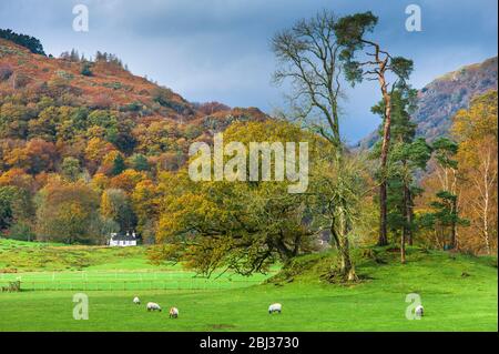 Lakeland wird bei Grasmere im Lake District anfllt. Stockfoto