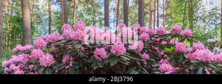 Rosa Rhododendron Makro, Nahaufnahme, üppige Blüte in der Baumschule von Rhododenronen. Stockfoto