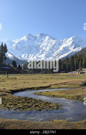 Nanga Parbat ragt über grüner Wildnis in der Nähe von Fairy Meadows, Pakistan. Stockfoto