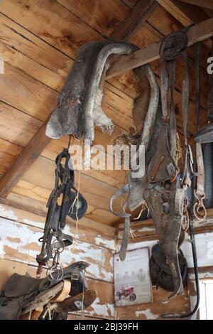 Tack Room. Vintage Pferd tack/Sattlerei hängen von einem Balken. Reitartikel. Vollformat. Neuseeland. Stockfoto