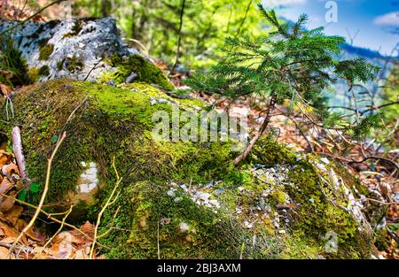 Kleiner Mini-Baum, der auf einem moosigen Stein wächst, bedeckten Moos und Flechten einen kleinen Felsen Stockfoto