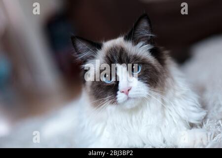 Eine große, zweifarbige, männliche, Stoffpuppe, die sich auf einem Teppich in einer häuslichen Wohnung entspannt. Die Katze hat leuchtend blaue Augen und weißes und braunes Fell Stockfoto