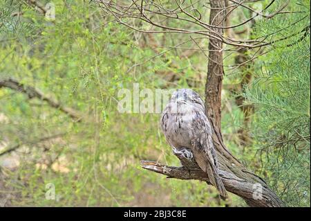 Waldkauz im Serendip Sanctuary Stockfoto