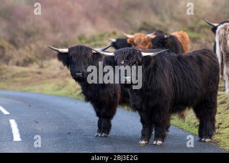 Highland Cattle Wandern auf eine Straße auf Goonzion Abstiege in Cornwall. Stockfoto