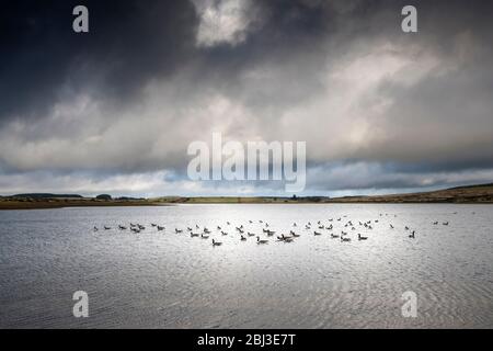 Eine Herde von Kanadagänsen auf einem windgepeitschten Colliford Lake am Bodmin Moor in Cornwall. Stockfoto