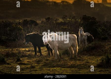Wild Bodmin Ponys auf Goonzion Abschreibungen auf Bodmin Moor in Cornwall. Stockfoto