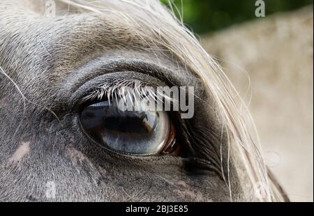 Blaues Auge eines weißen spanischen Pferdes aus nächster Nähe. Kartäuserpferd mit Heterochromie Stockfoto