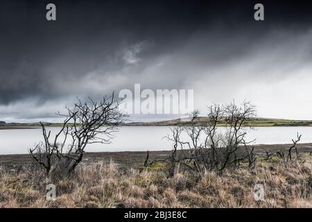 Skelett toten Bäumen am Ufer des Colliford Lake auf Bodmin Moor in Cornwall. Stockfoto