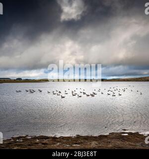 Eine Herde von Kanadagänsen auf einem windgepeitschten Colliford Lake am Bodmin Moor in Cornwall. Stockfoto