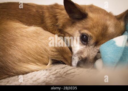 Kleiner kurzhaariger Hund ohne definierte Rasse. Keine Leute Stockfoto