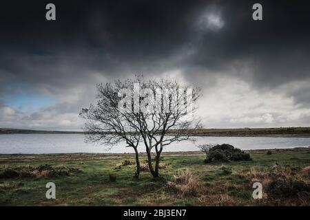 Bäume wachsen auf einem windgepeitschten Colliford See am Bodmin Moor in Cornwall. Stockfoto