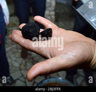 Männliche Chef Hand hält schwarze Trüffel für die Vorführung vor dem Schneiden und Reißen sie in High-End-Kochrezept, Erde Trüffel sind ein sehr teures Deli Stockfoto