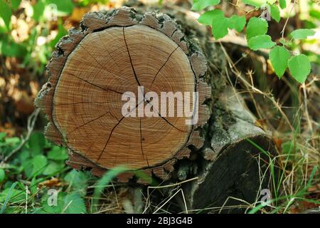 Jahresringe eines Baumstammes im Wald Stockfoto