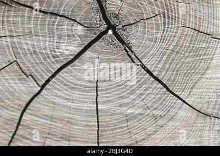 Holzstruktur des Baumstammes, Nahaufnahme Stockfoto