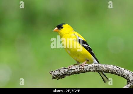 Amerikanischer Goldfink, Spinus tristis, männlich Stockfoto