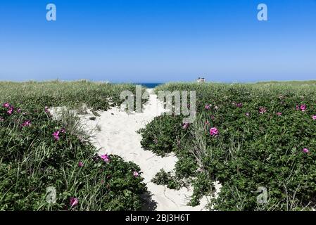 Great Point Beach Pfad in Nantucket in Massachusetts. Stockfoto