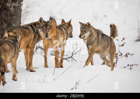 Canis lupus Italicus - Wolf Wölfe Schnee Stockfoto