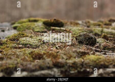 Schönes grünes Moos im Wald, Moosnähe, Makro. Flechten wächst auf dem alten trockenen Baum, Hintergrund von Moos. Bryophyta in vivo, Frühling Natur Wald Stockfoto