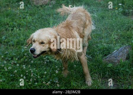 Ein goldener Retriever, der Wasser abschüttelt Stockfoto