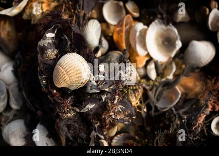 Nahaufnahme einer Gruppe von Muscheln mit Algen und Kieselsteinen an einem britischen Strand in Seasalter, Kent.England Stockfoto