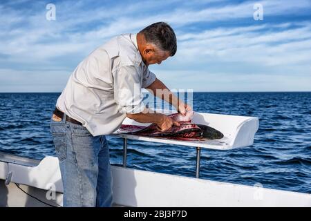 Reinigung eines frisch gefangenen Fisch auf dem Boot auf Cape Cod in Massachusetts. Stockfoto