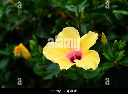 Frischer gelber Hibiskus, versetzt mit Kopierraum, Sommer im Stadtgarten. Stockfoto