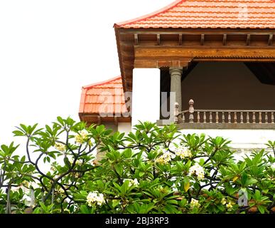 Blühende Frangipani / Plumeria Baum in von einer alten eleganten mediterranen Villa. Stockfoto