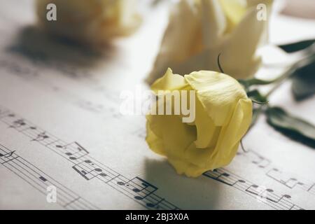 Schöne weiße Rosen auf Noten Seiten Hintergrund Stockfoto