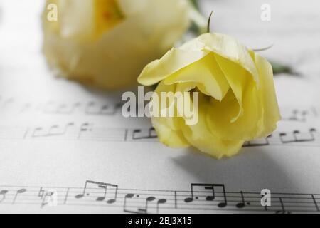 Schöne weiße Rosen auf Noten Seiten Hintergrund Stockfoto