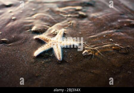 Sea Star auf dem sandigen Ufer durch glatte Wellen bespritzt Stockfoto